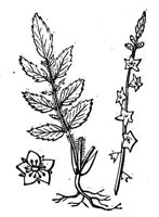 418706.jpg