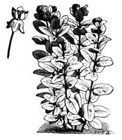 382645.jpg