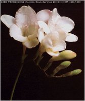 FREESIA.GIF