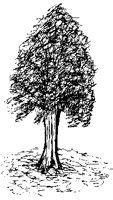 TREE66.PCX