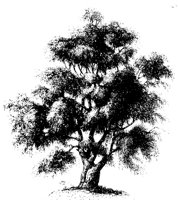 TREE62.PCX
