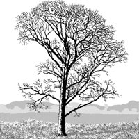 TREE61.PCX
