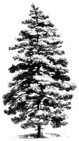 TREE60.PCX