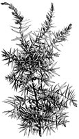 TREE46.PCX