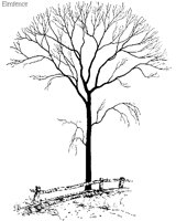 TREE30.PCX