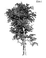 TREE29.PCX