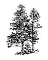 TREE25.PCX
