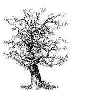 TREE24.PCX