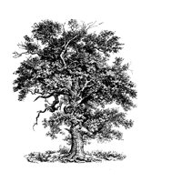 TREE22.PCX