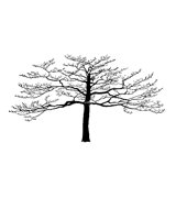 TREE21.PCX