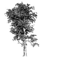 TREE20.PCX