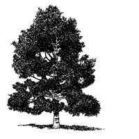 TREE19.PCX