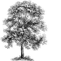TREE07.PCX