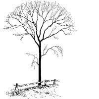 TREE05.PCX
