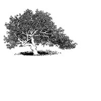TREE03.PCX