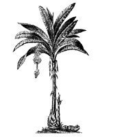 TREE02.PCX
