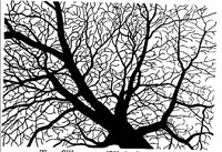TREE01.PCX
