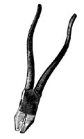 PLIER10.PCX