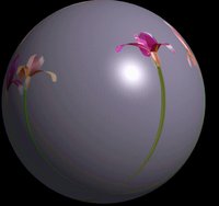 IRISES.GIF