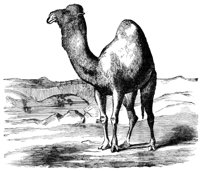 415796.jpg