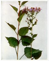 405814.jpg