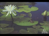 LILIPOND.GIF