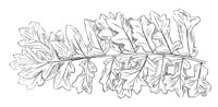 290965.jpg