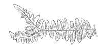 290871.jpg