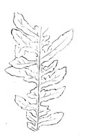 290857.jpg