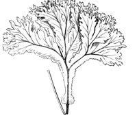 290567.jpg