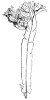 290479.jpg
