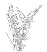 290275.jpg