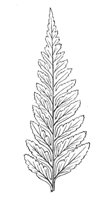 290259.jpg