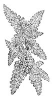 290159.jpg