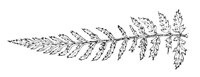 290097.jpg