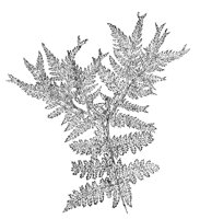 290091.jpg
