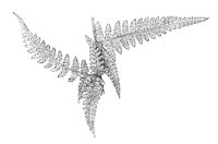 290089.jpg