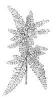 290075.jpg