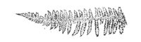 290033.jpg