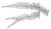 289807.jpg