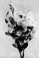 524546.jpg