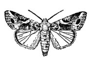 524536.jpg