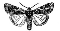 524534.jpg