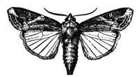 524520.jpg