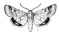 524510.jpg