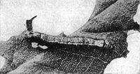 524504.jpg