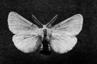 524490.jpg