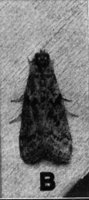 524424.jpg
