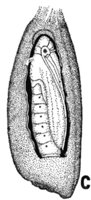 524410.jpg