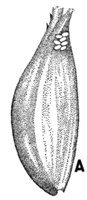 524406.jpg